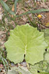 Coltsfoot